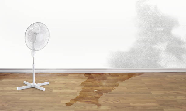 Best Water damage repair service  in Palos Hls, IL